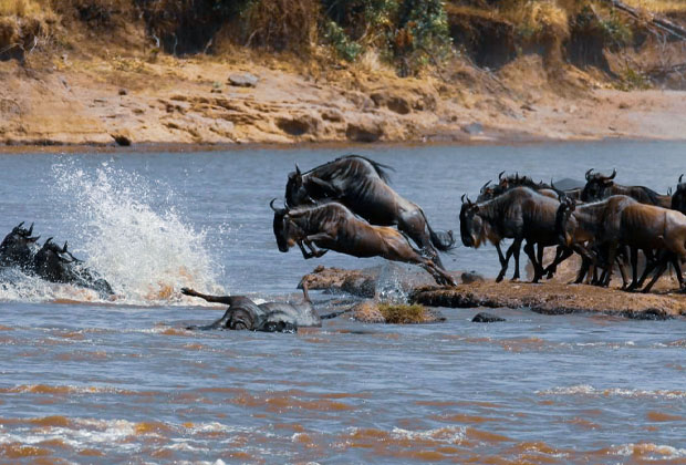 4 Days Serengeti Migration Safari